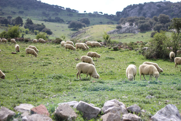 Feria del queso artesanal de Andalucía en Villaluenga del Rosario - ovejas